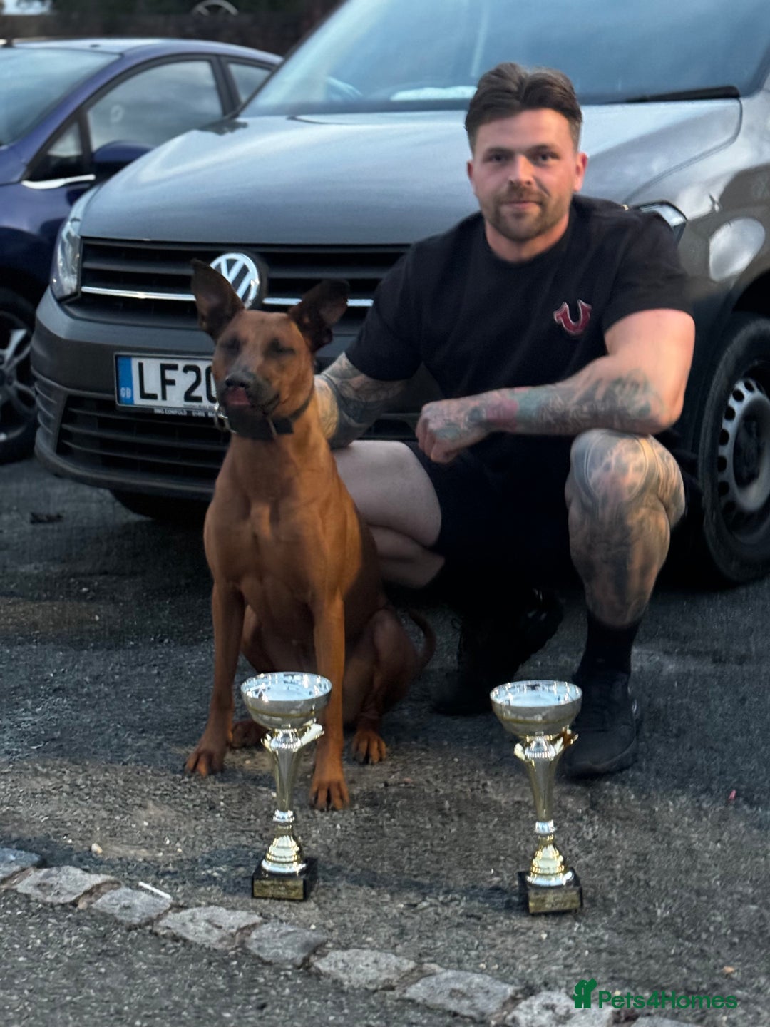 Dobermann dogs for sale: F1b Working Dobermann Puppies  - Image 9