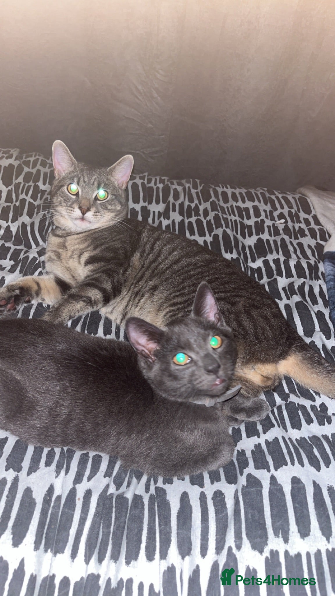 Mixed Breed cats 2 male cats  - Advert 1