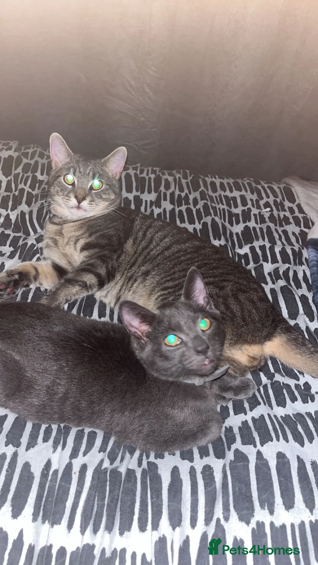 Mixed Breed cats for sale: 2 male cats  in Caterham - Advert 1