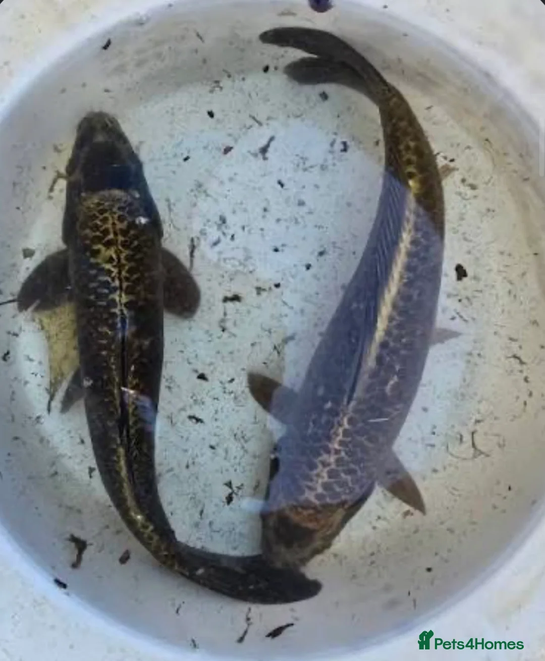 Koi Carp fish for sale: Pair of 2ft ghost koi carp - Advert 2
