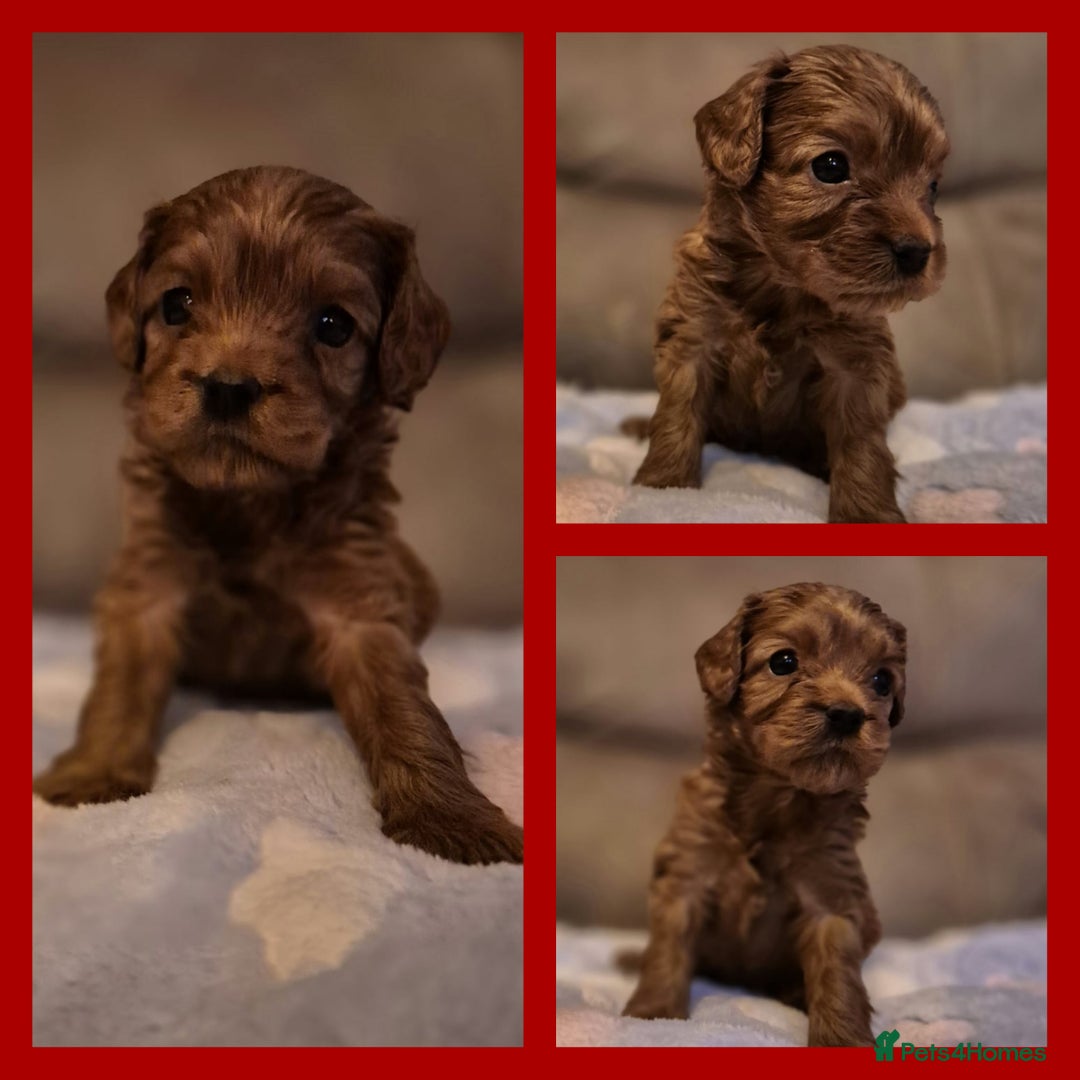 Cavapoo dogs for sale: ⭐️BEAUTIFUL INTENSE RED TOY CAVAPOO PUPPIES⭐️ - Image 17