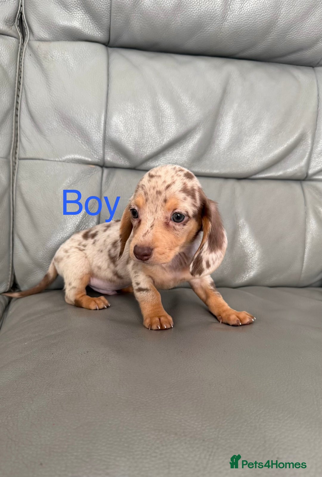 Miniature Dachshund dogs for sale: Miniature dachshund  - Advert 2