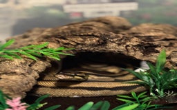 Python Snake reptiles for sale: Bull python  - Image 1