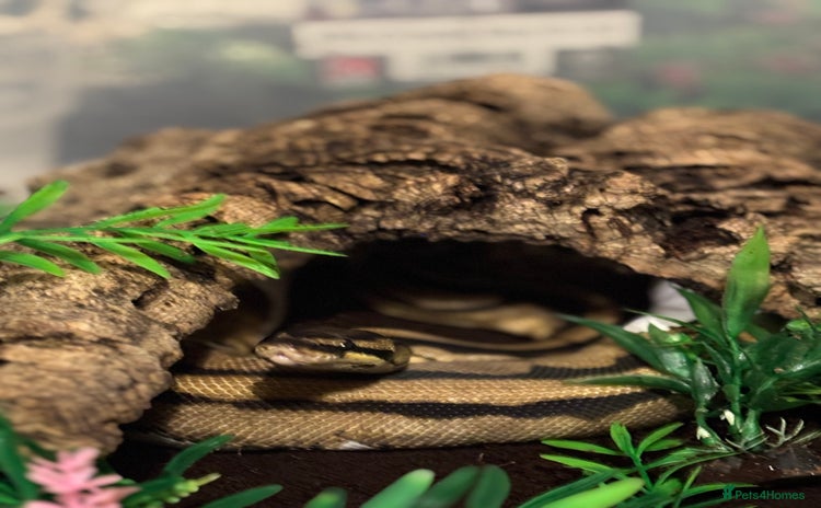 Python Snake reptiles - Advert 2