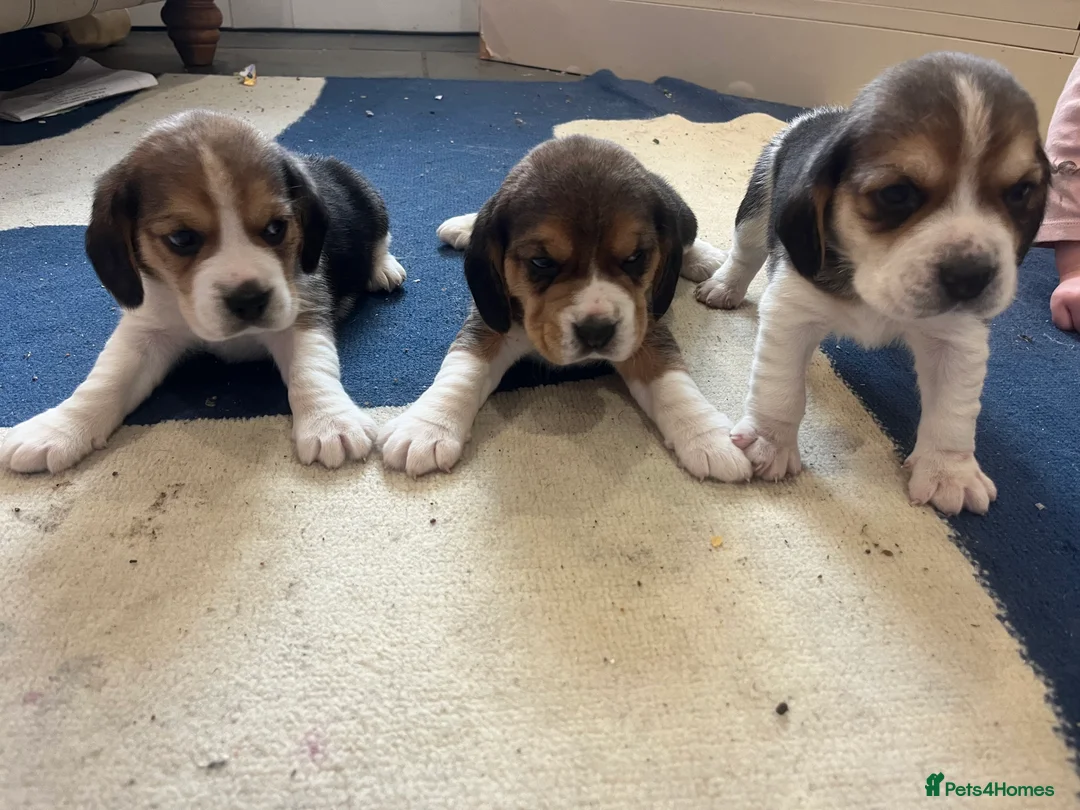 Beagle dogs for sale: Pedigree Beagle Puppies – Ready 7th February 2026  - Advert 9
