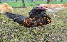 Chickens poultry for sale: Gold Spangled Thuringians POL - Image 8