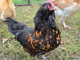 Chickens poultry Gold Spangled Thuringians POL - Advert 16