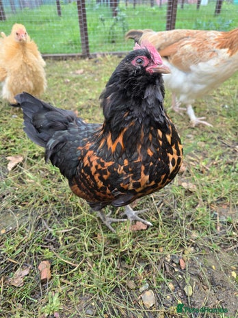 Chickens poultry Gold Spangled Thuringians POL - Advert 10