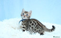 Bengal cats for sale: 🔥Stunning Bengal kittens Available🔥 - Image 8