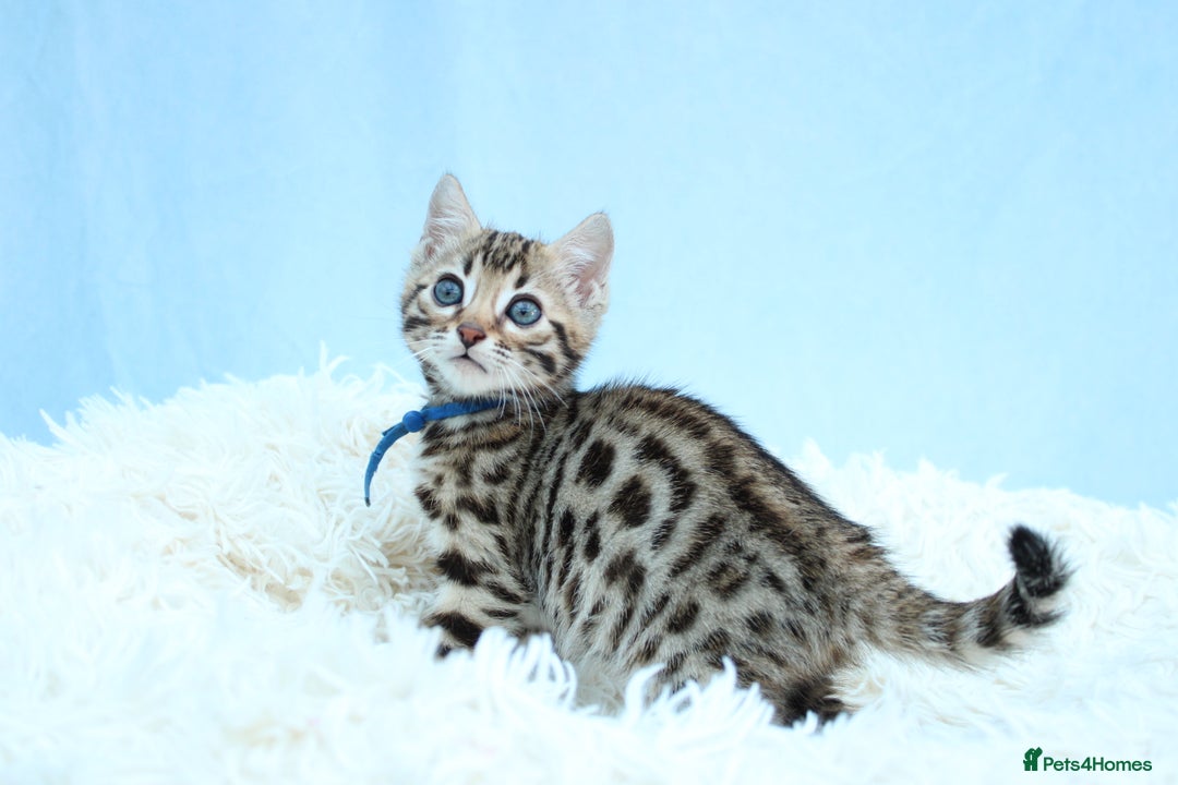 Bengal cats for sale: 🔥Stunning Bengal kittens Available🔥 - Image 8