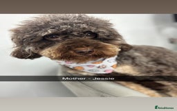 Cockapoo dogs for sale: Beautiful F2B Cockapoo Puppies - Image 3