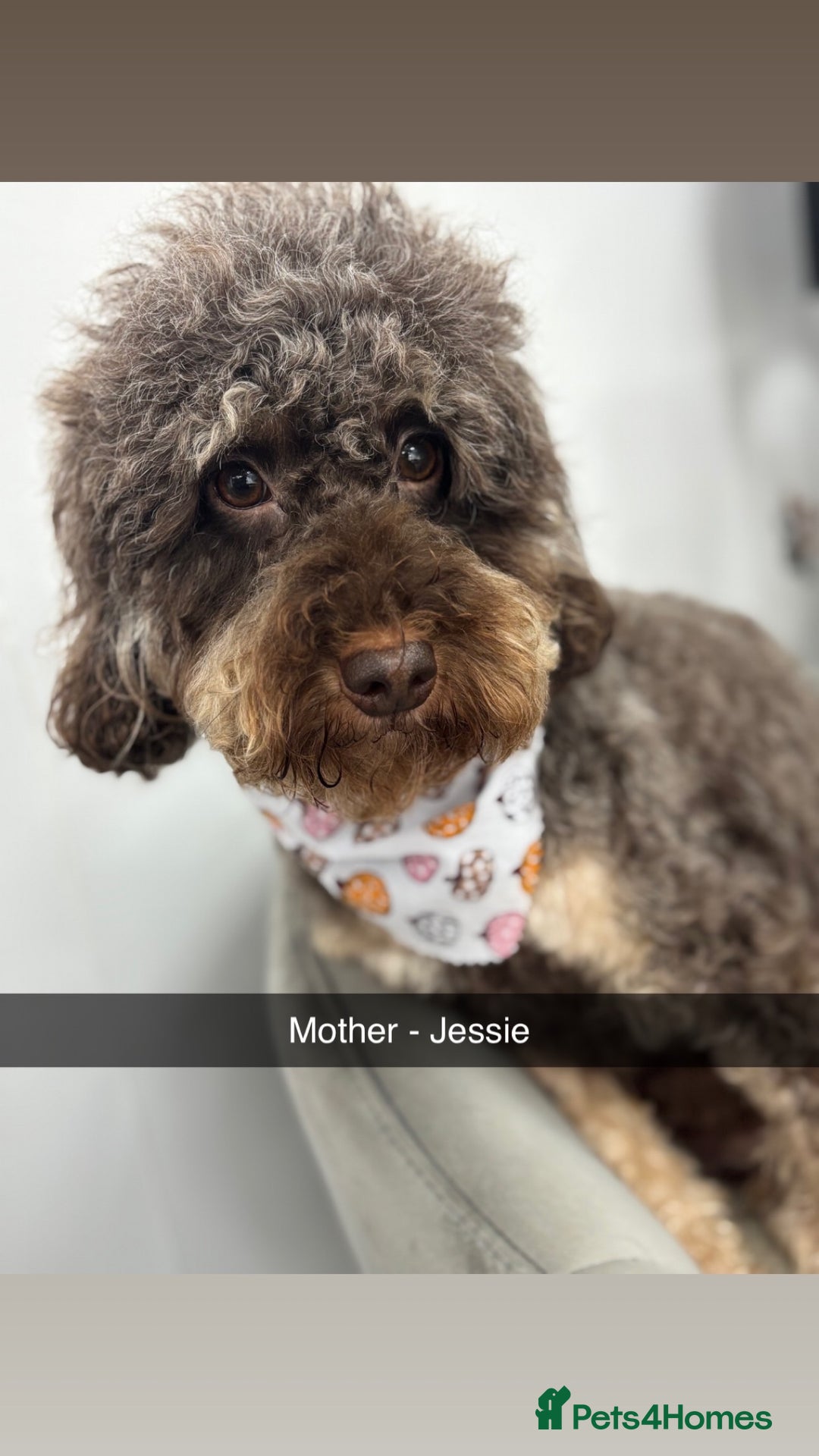 Cockapoo dogs for sale: Beautiful F2B Cockapoo Puppies - Image 3