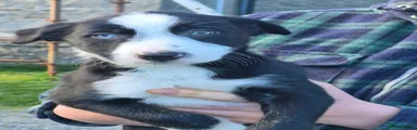 Mixed Breed Puppy 1