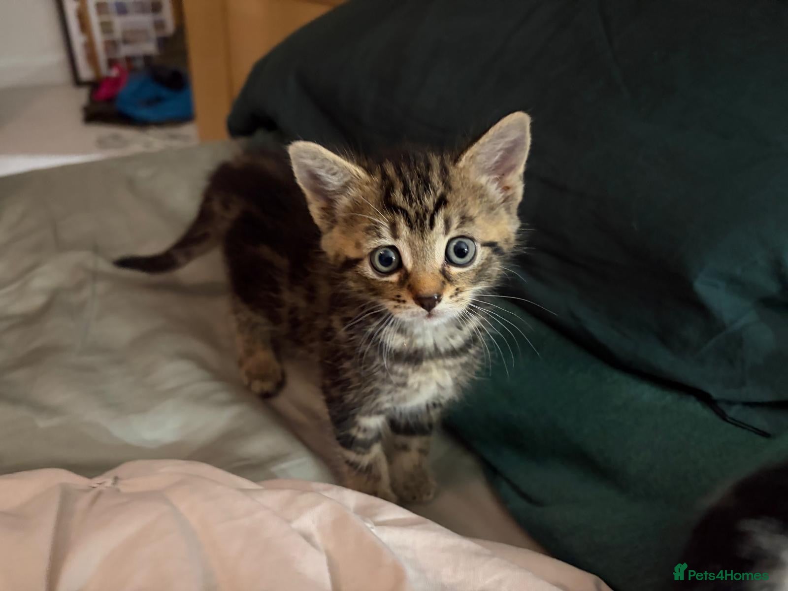 Mixed Breed cats for sale: Kittens ready to go - Advert 5