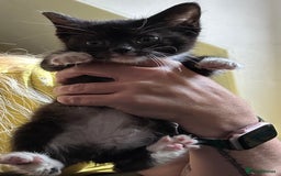 Mixed Breed cats for sale: Beautiful little boys - Image 3