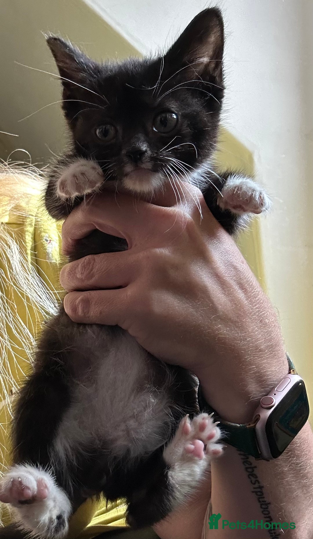 Mixed Breed cats for sale: Beautiful little boys - Image 3