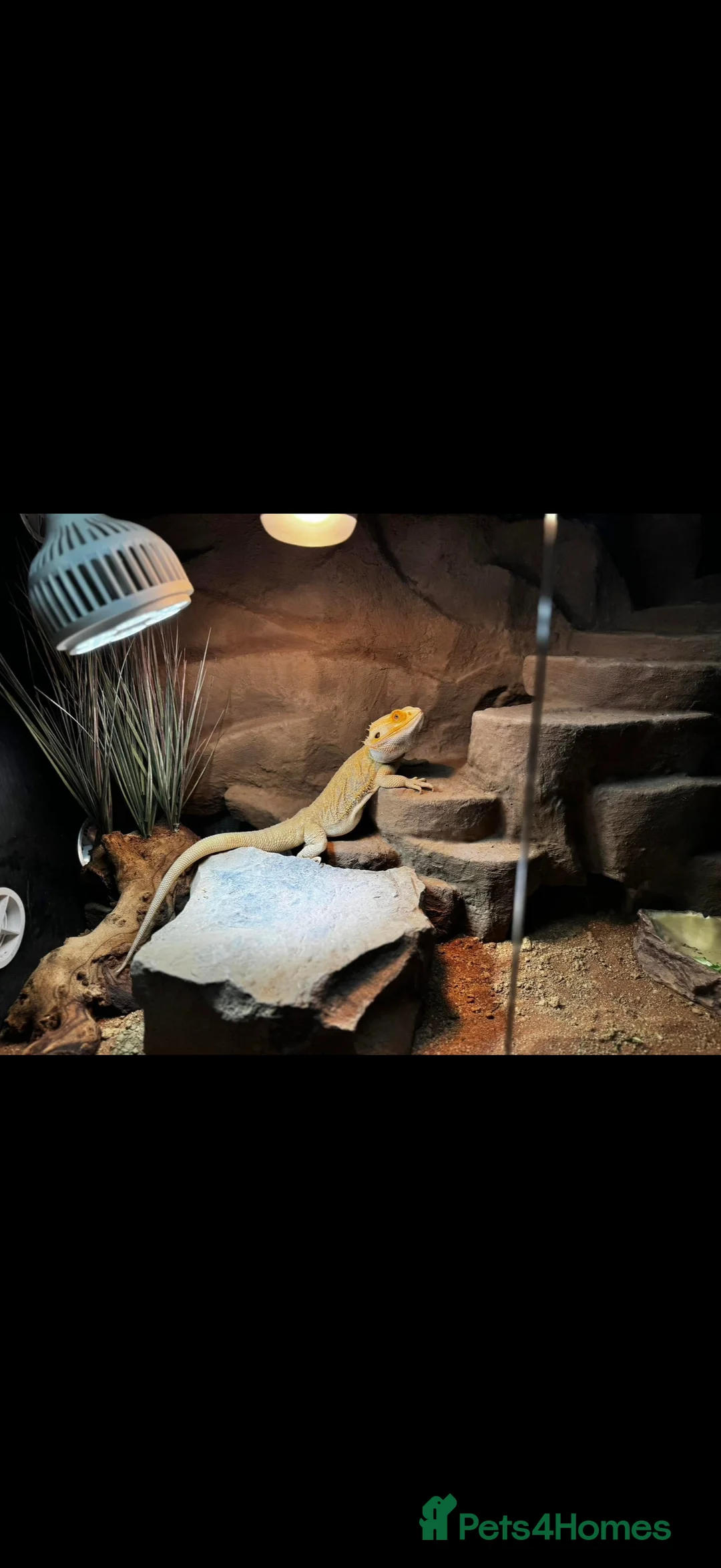 Bearded Dragon reptiles for sale: Male Bearded Dragon & Full setup in Bristol - Advert 1