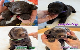Cockapoo dogs for sale: F1 Cockapoo Chocolate Puppies - Image 1