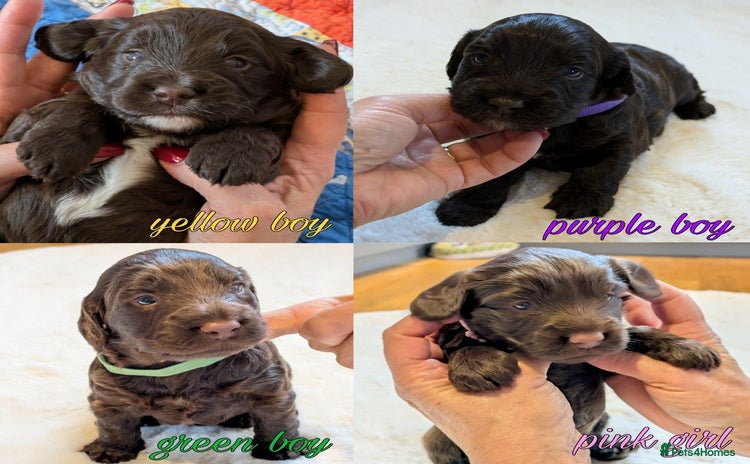 Cockapoo dogs - Advert 2