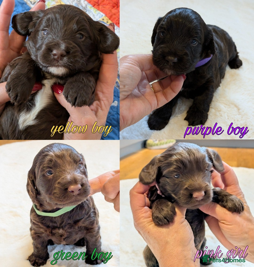 Cockapoo dogs for sale: F1 Cockapoo Chocolate Puppies - Image 1