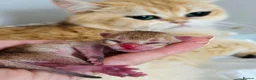 British Longhair cats for sale: Rare color Cinnamon Golden BLH - Advert 6