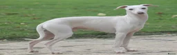 Italian Greyhound dogs for sale: KC REG Italian greyhounds DUE! - Advert 4