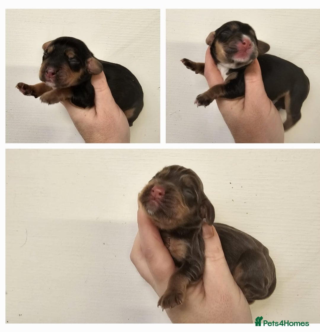 Cocker Spaniel dogs for stud: Health Tested Kc Registered Cocker Spaniel in Maidstone - Advert 6