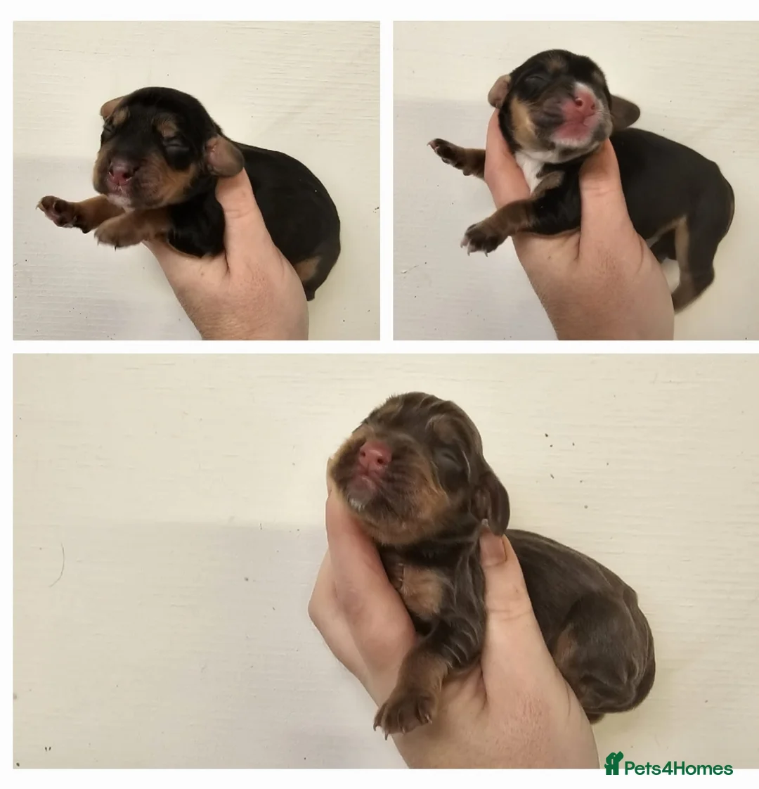 Cocker Spaniel dogs for stud: Health Tested Kc Registered Cocker Spaniel in Maidstone - Advert 6