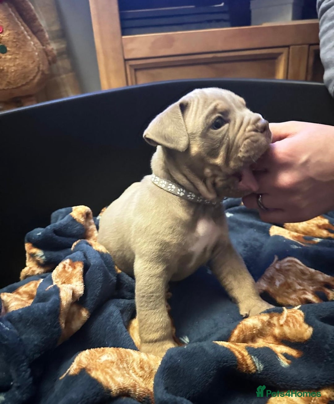 Mixed Breed dogs for sale: Old Tyme And English bulldog puppies - Advert 3