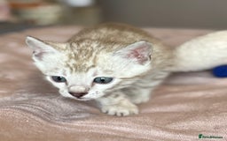 Bengal cats for sale: 💙Stunning Silver Mink Bengal TICA registered  - Image 15