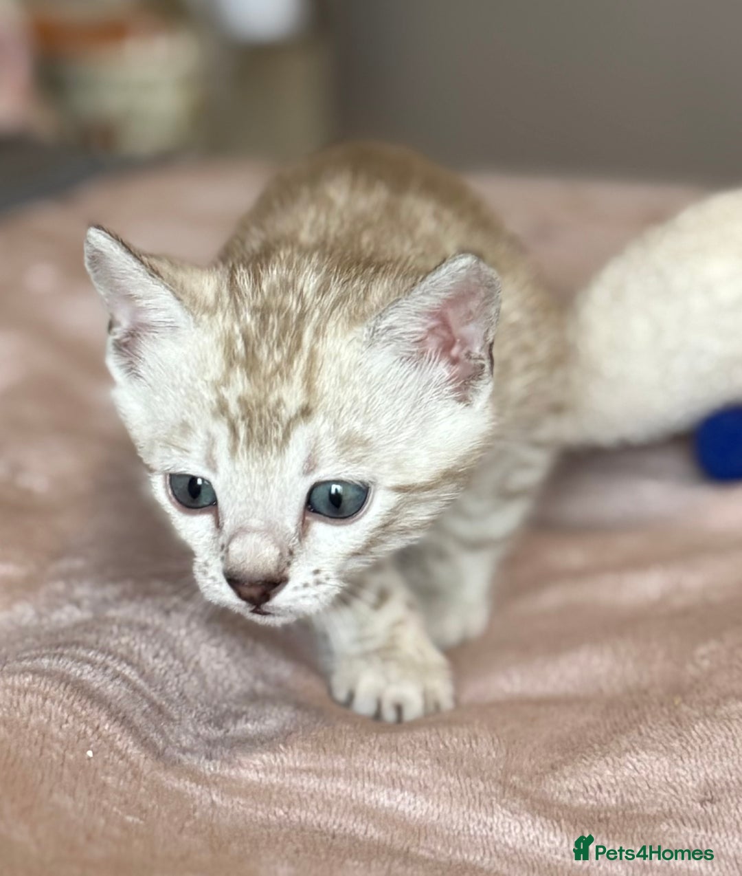 Bengal cats for sale: 💙Stunning Silver Mink Bengal TICA registered  - Image 15