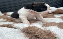 Jack Russell dogs for sale: 5 true to type jack russels  - Image 2