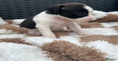 Jack Russell dogs - Advert 4