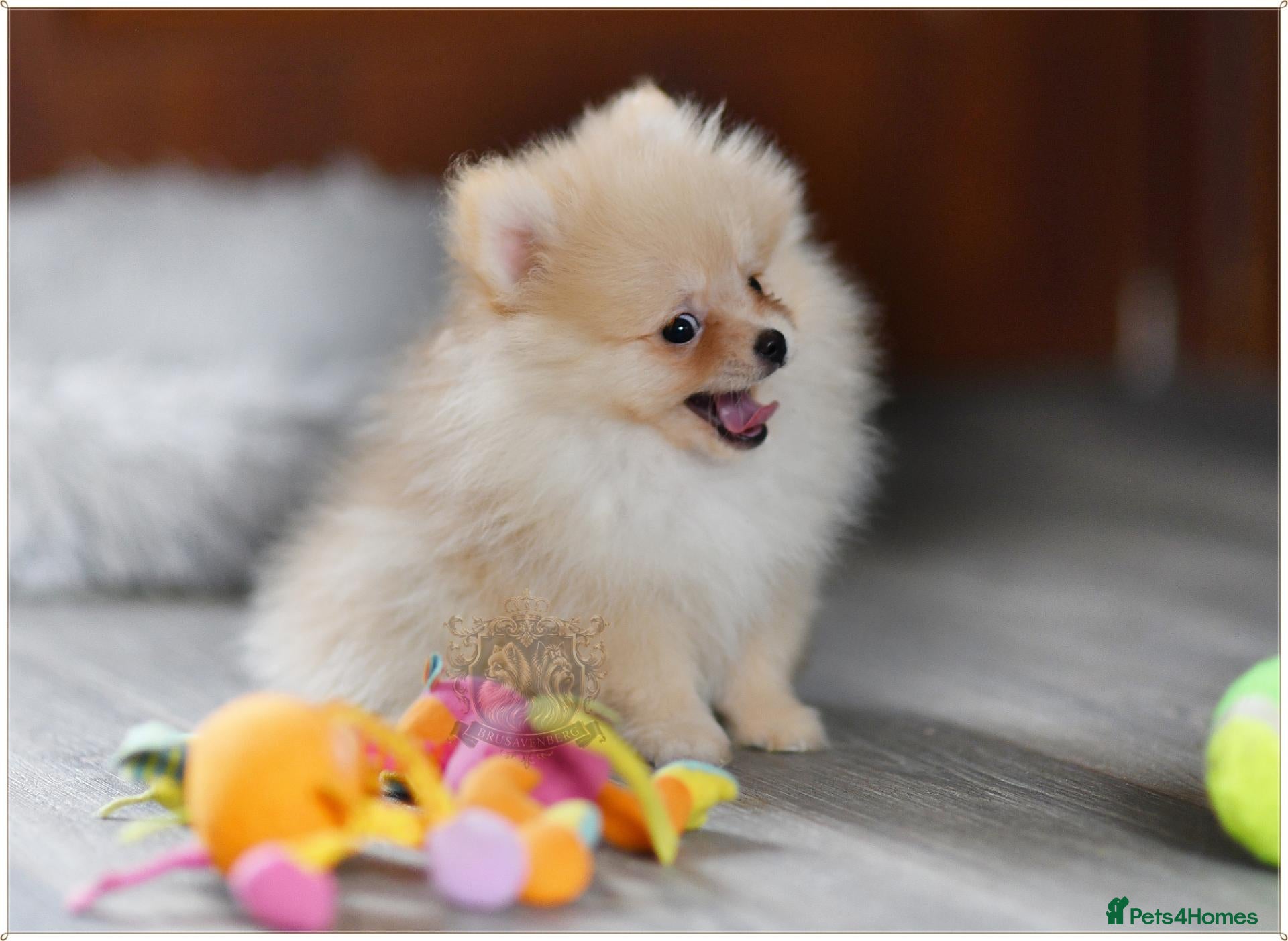 Pomeranian dogs TEDDY BEAR MINIATURE CHAMPION LINES POMERANIANS - Advert 2