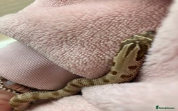 Snake reptiles for sale: Hognose snake conda female  - Advert 2