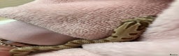 Snake reptiles for sale: Hognose snake conda female  - Advert 2