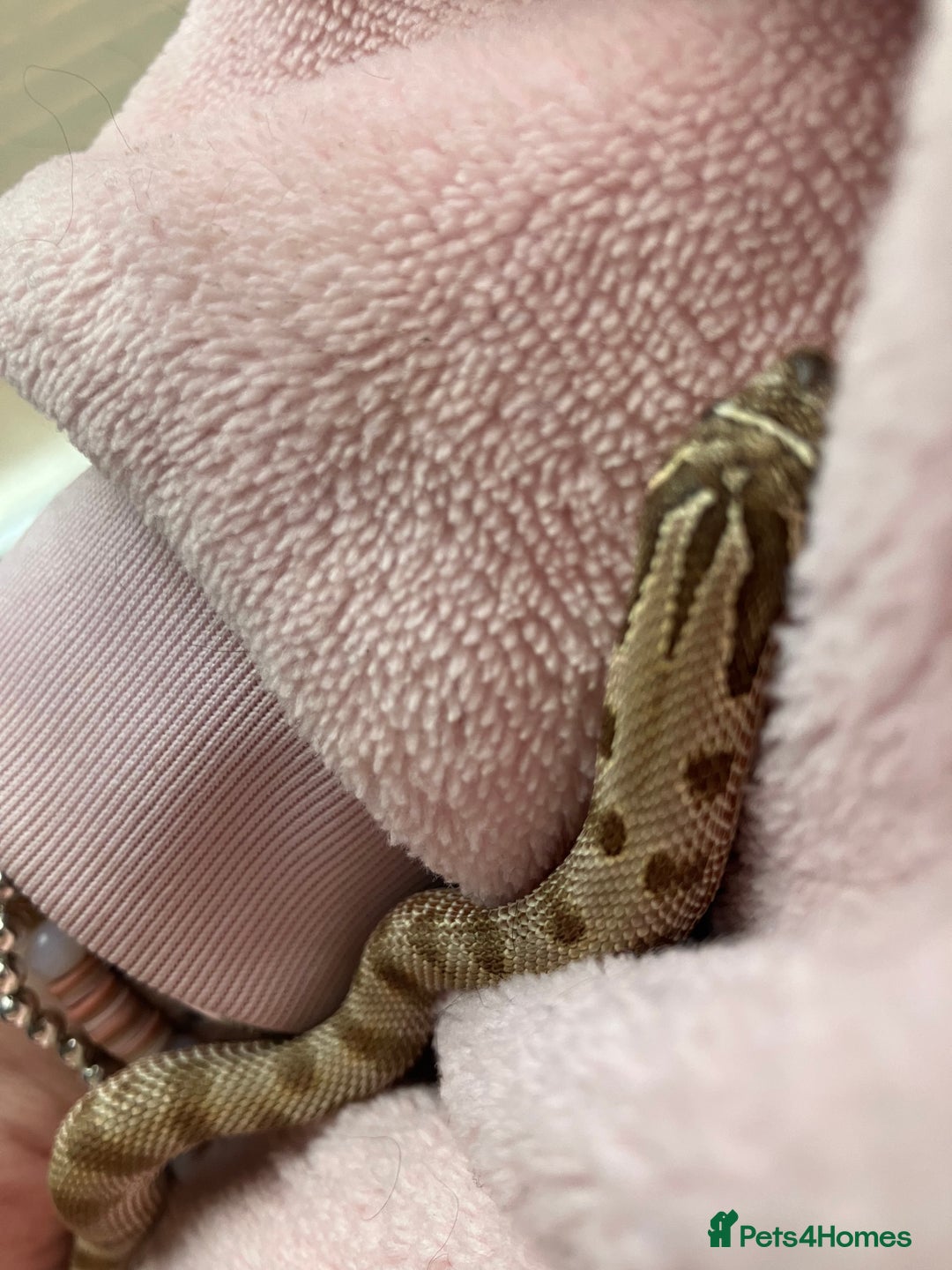 Snake reptiles for sale: Hognose snake conda female  - Advert 2