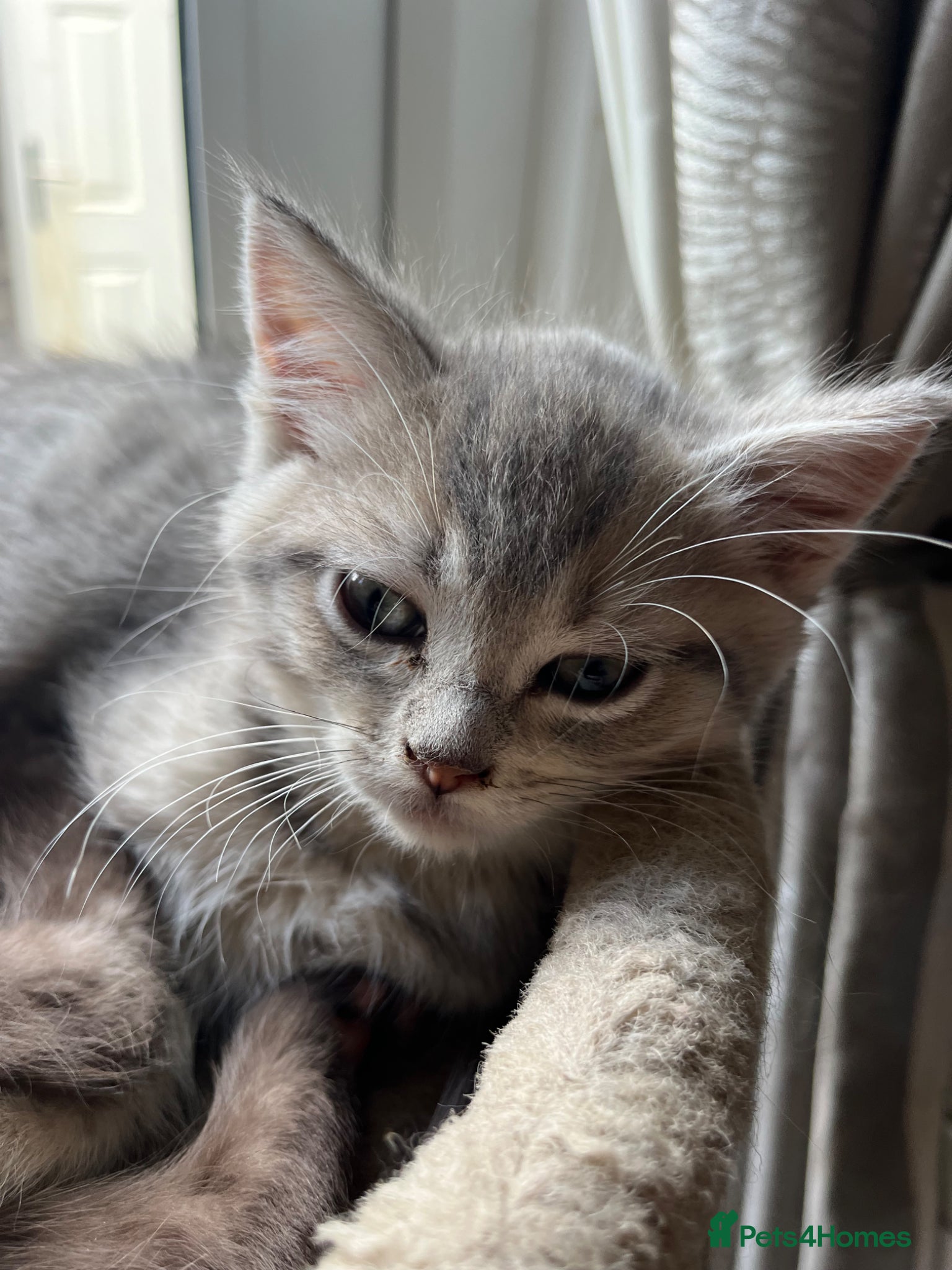 Ragdoll cats Gorgeous ragdollX Bsh kittens LAST BOY  - Advert 12