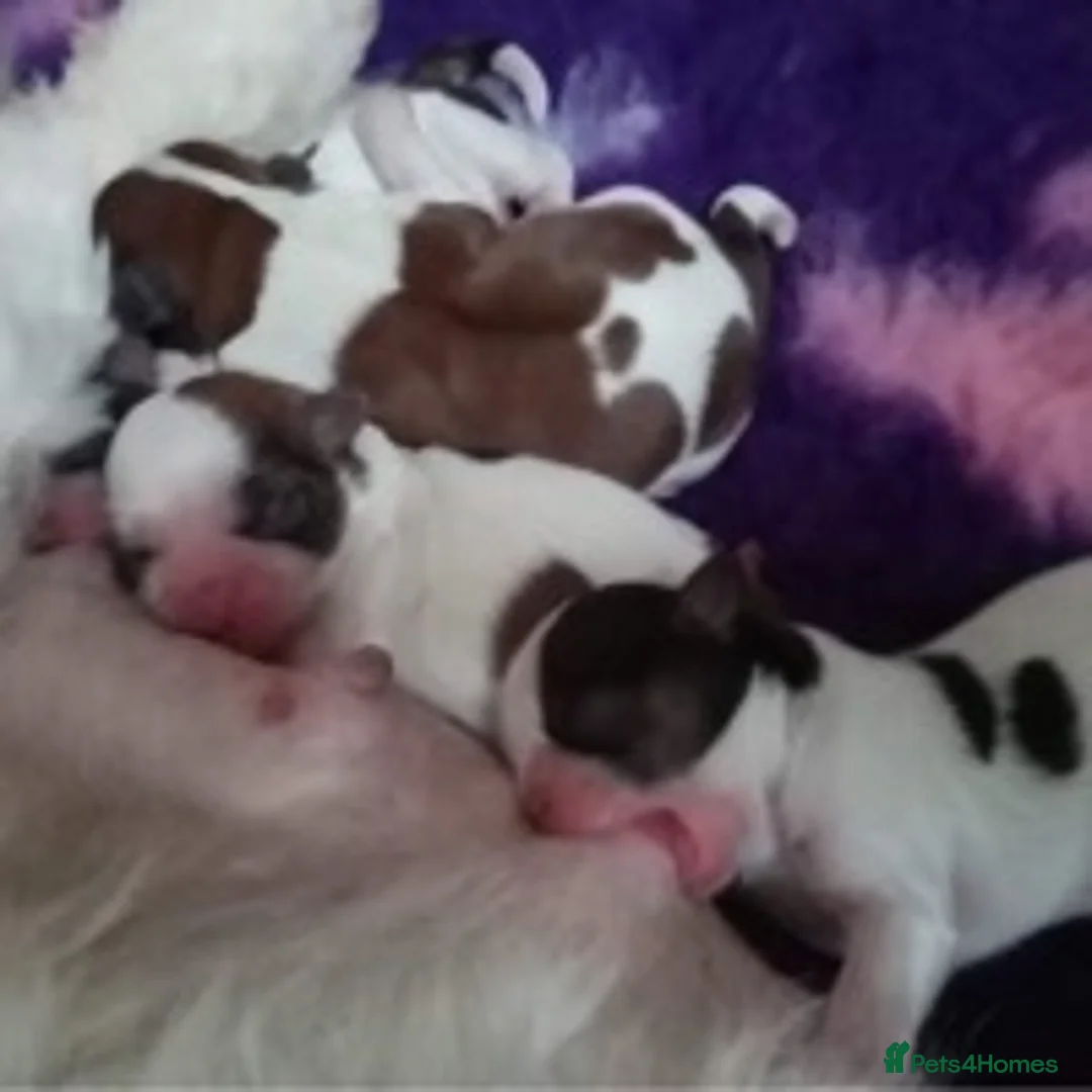 Shih Tzu dogs for stud: KC registered stud dog in Cullompton - Advert 9