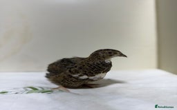 Quail poultry for sale: Quail male  - Advert 6