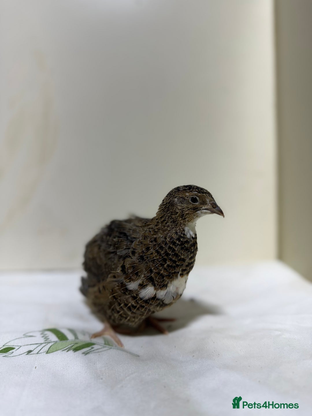 Quail poultry for sale: Quail male  - Advert 6