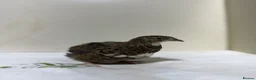 Quail poultry for sale: Mix Quails in different colours and sizes  - Advert 7