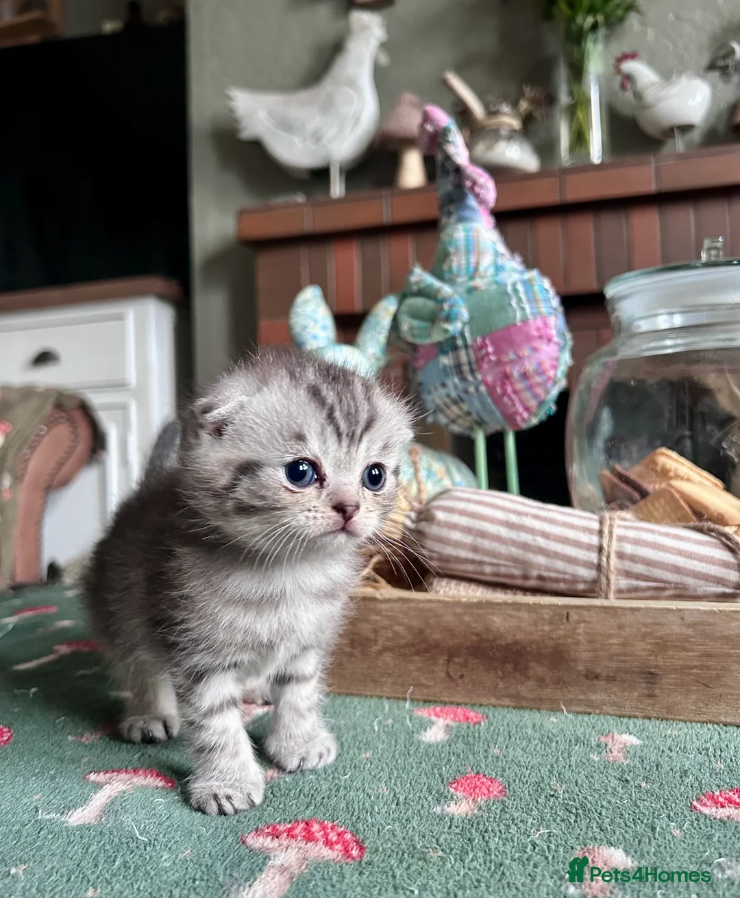 Scottish Fold cats for sale: Scottish Folds one girl left - Advert 13