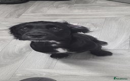 Cocker Spaniel dogs for sale: Cocker spaniel boy - Image 3