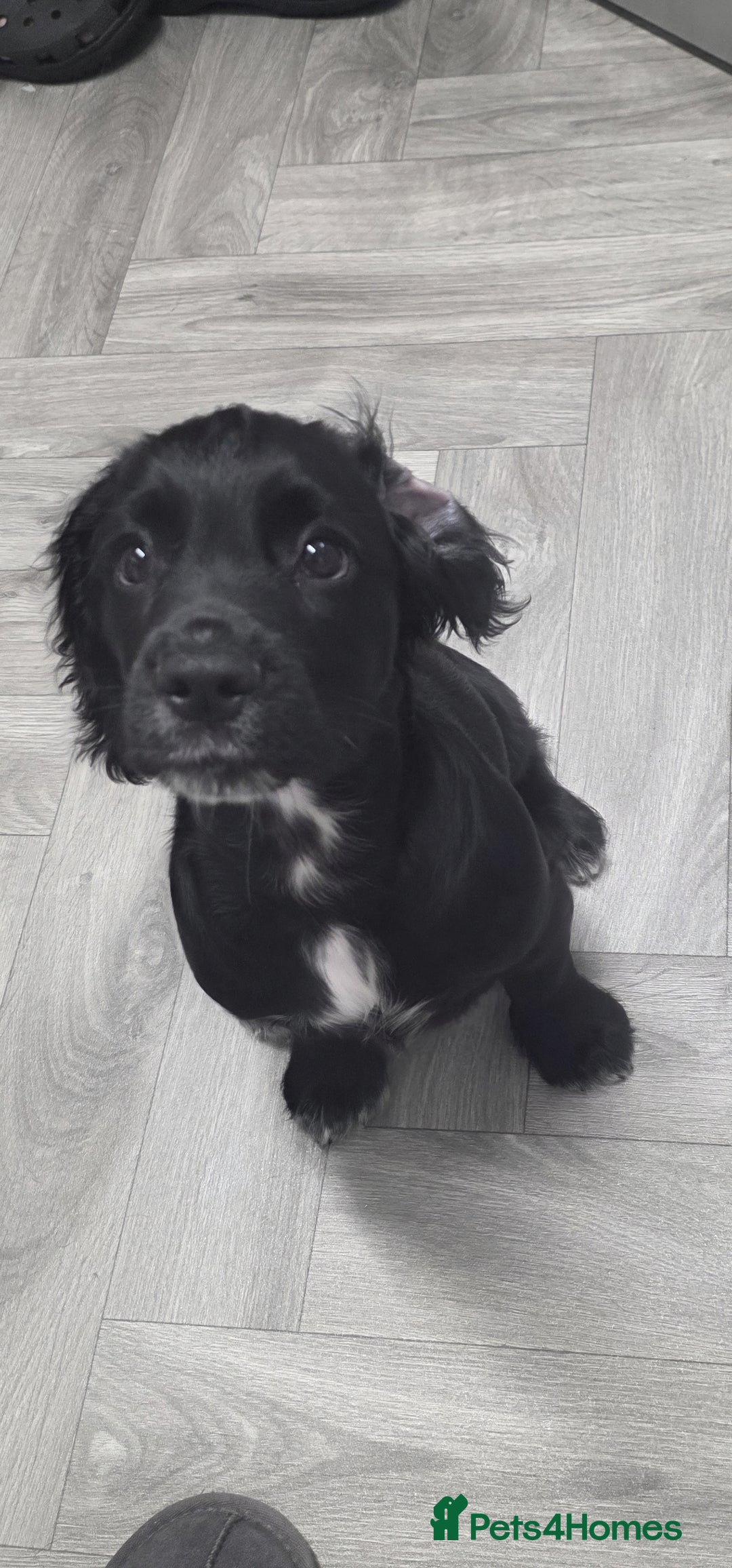 Cocker Spaniel dogs for sale: Cocker spaniel boy - Image 3