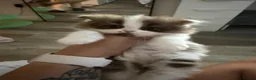 British Shorthair cats for sale: British long hair kitten - Advert 7