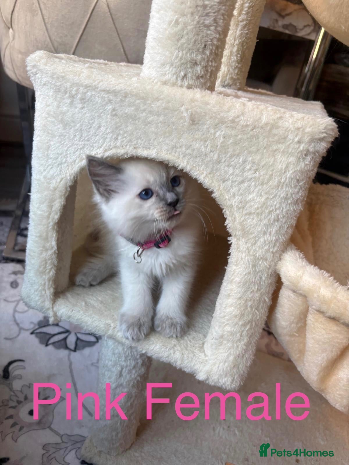 Ragdoll cats 💙 🐈6 Beautiful Pure Ragdoll Kittens 🐈 💙 - Advert 1