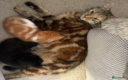 Mixed Breed cats for sale: Adorable kittens for sale  - Image 7
