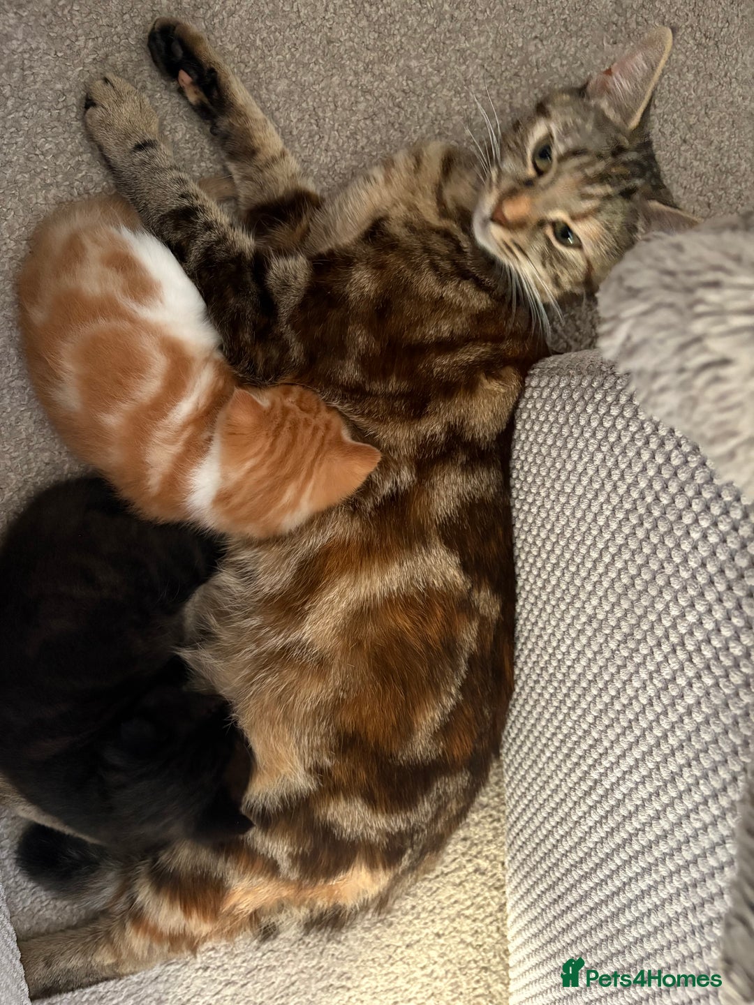Mixed Breed cats for sale: Adorable kittens for sale  - Image 7