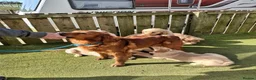 Golden Retriever dogs for sale: HANDSOME GOLDEN RETRIEVER PUPPY  - Advert 6